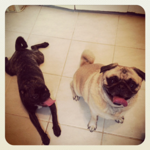 Digby & our neighbour, Oscar!